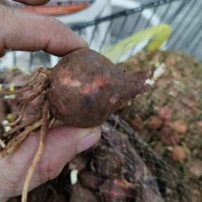 Frische Lampascioni 1 kg