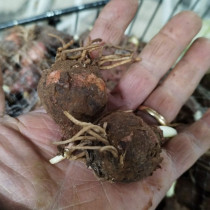 Fresh Lampascioni 1 kg