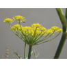 Caroselle, wild fennel