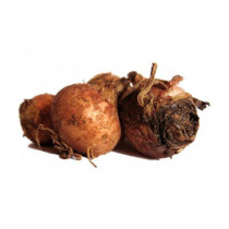 Lampascioni freschi