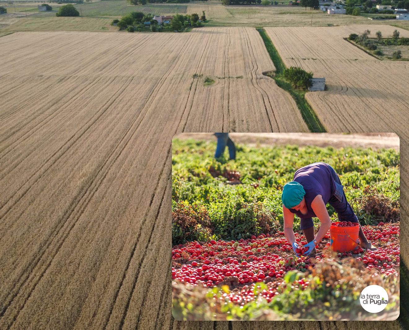 Campi di grano in Puglia visti dall'alto