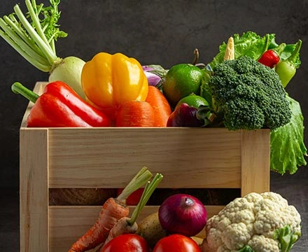 Récolte des tomates à la main dans les Pouilles